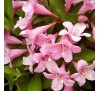 Вейгела цветущая Пинк Поппет (Pink Poppet ®)С2